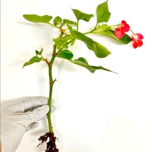 8 Inch Rooted Dragon Wing Begonia - Red